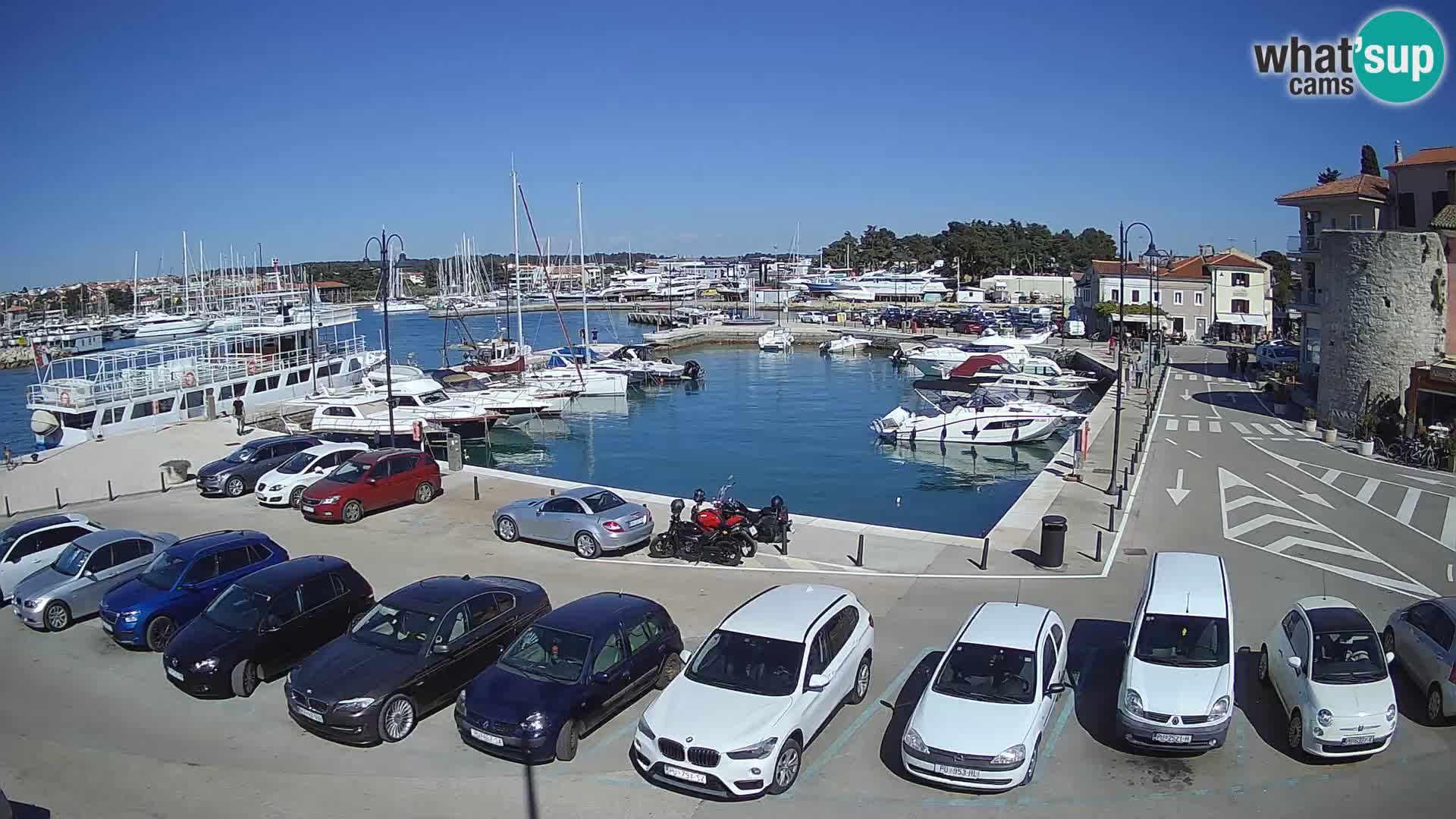 Novigrad | Porporela marina