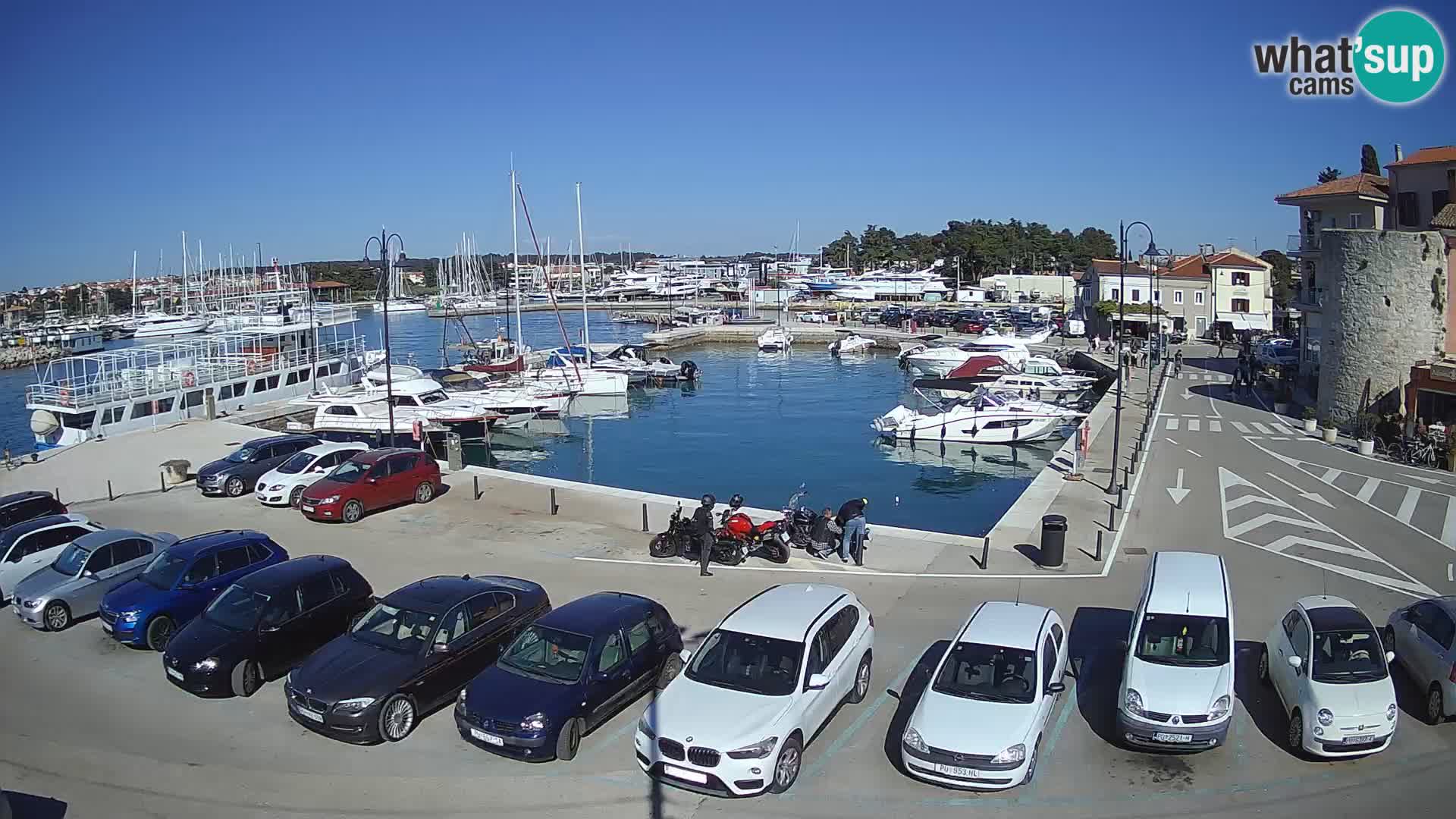 Novigrad | Porporela marina