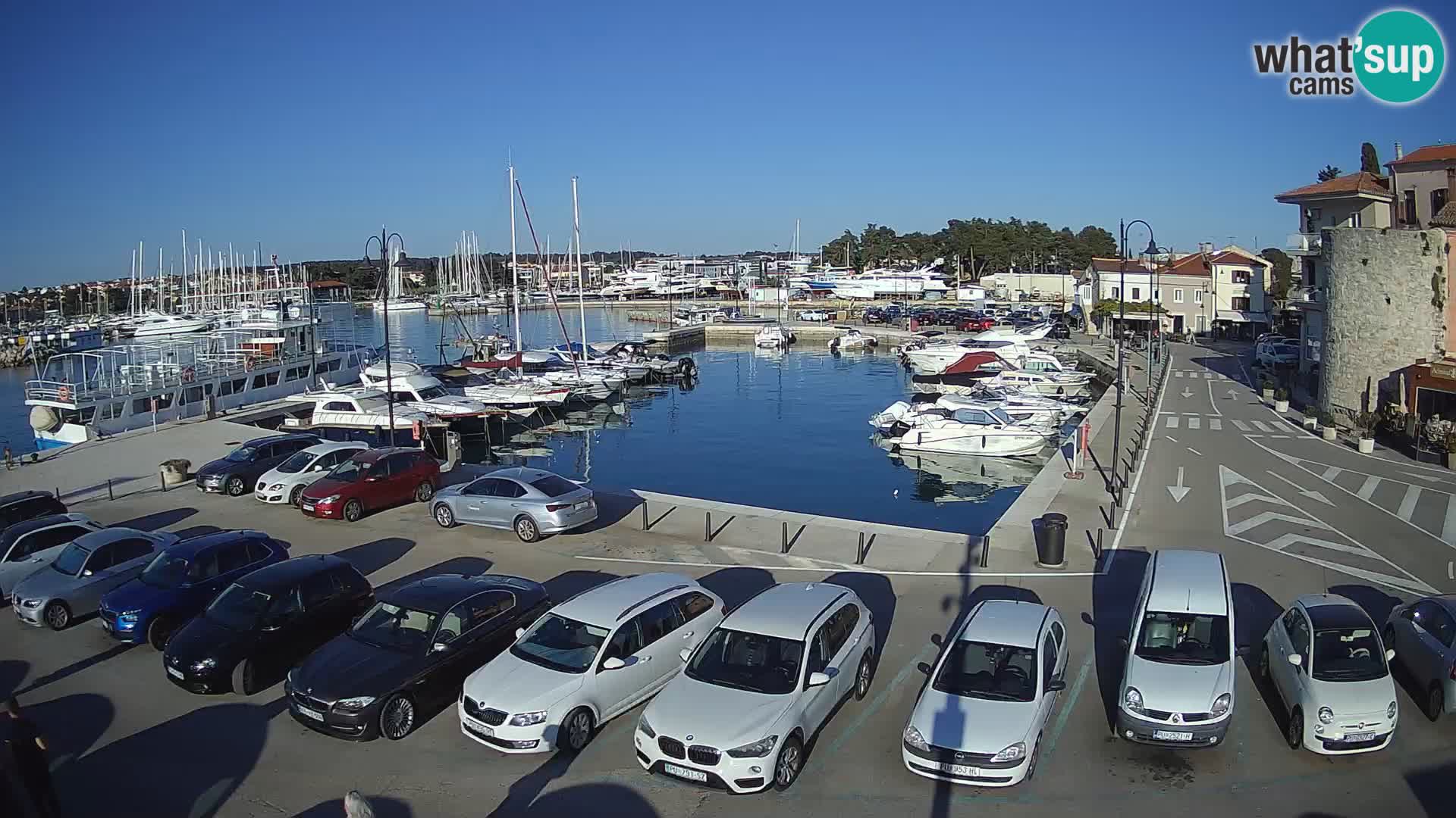 Novigrad | Porporela marina