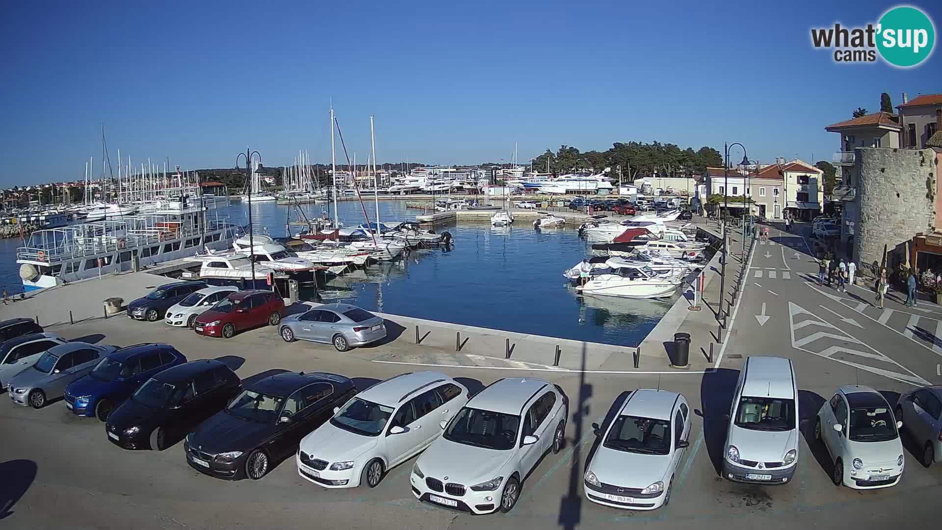Novigrad | Porporela marina