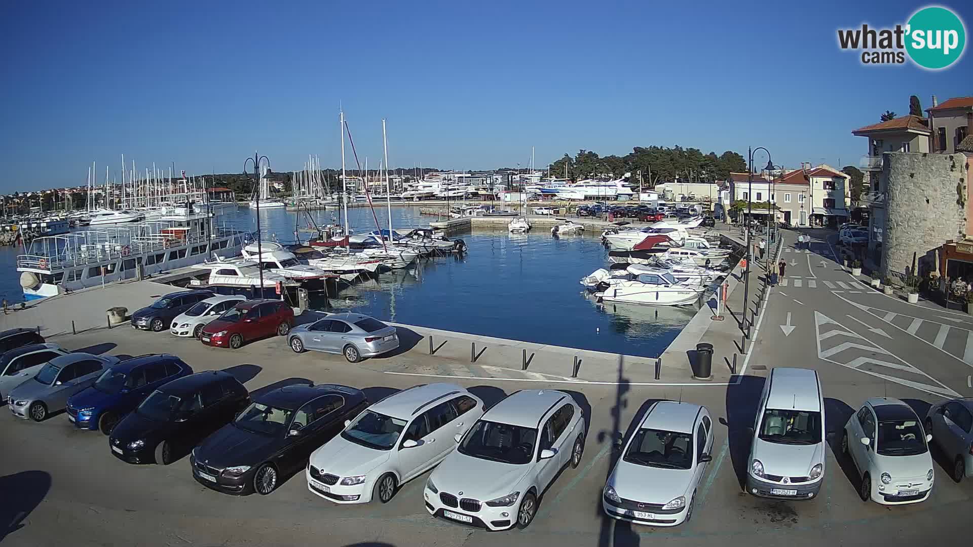 Novigrad | Porporela marina