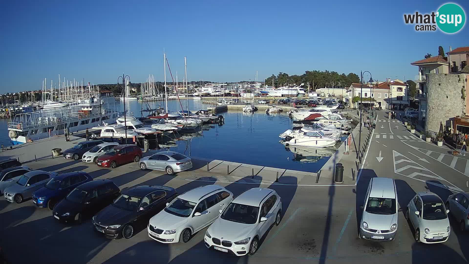 Novigrad | Porporela marina