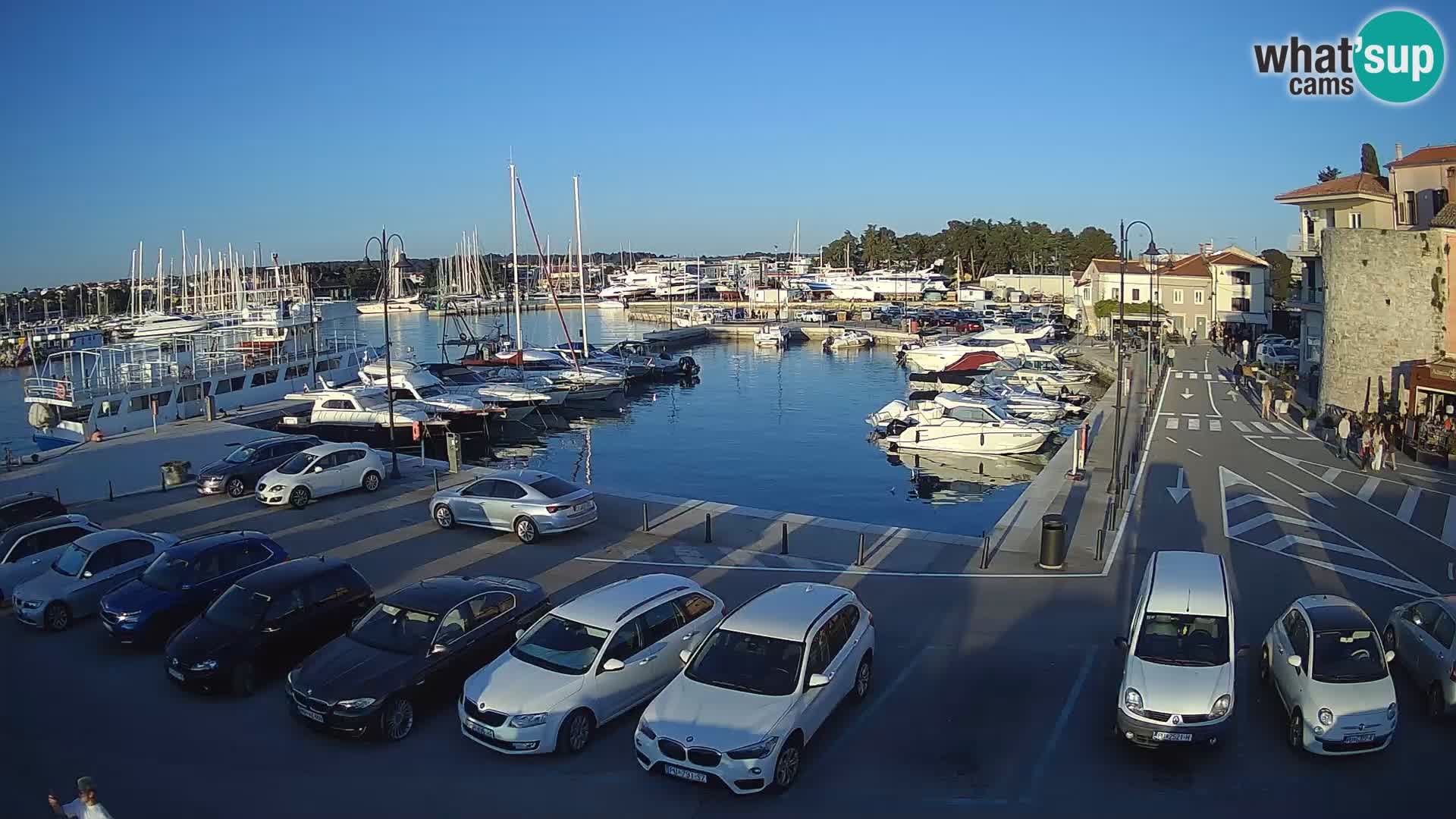 Novigrad | Porporela marina