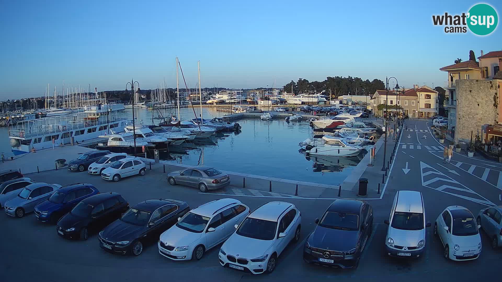 Novigrad | Porporela marina