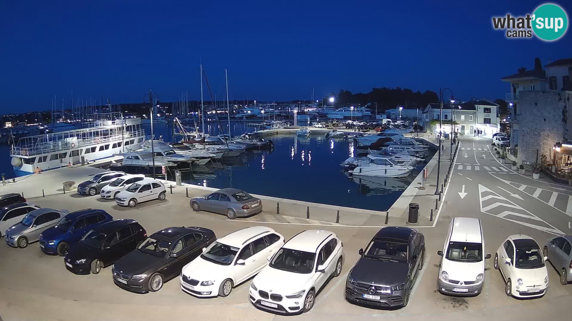 Novigrad | Porporela marina