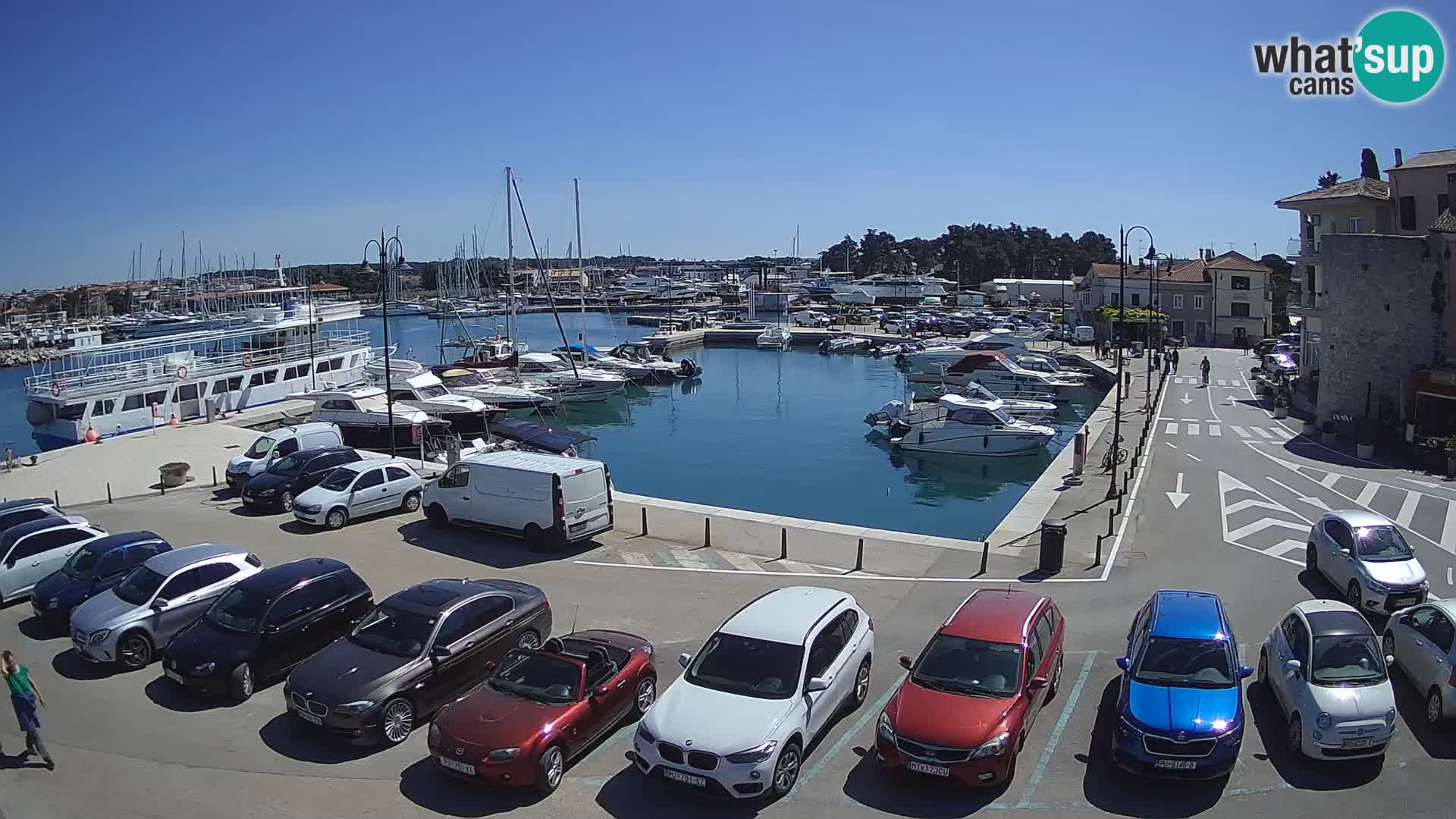 Novigrad | Porporela marina
