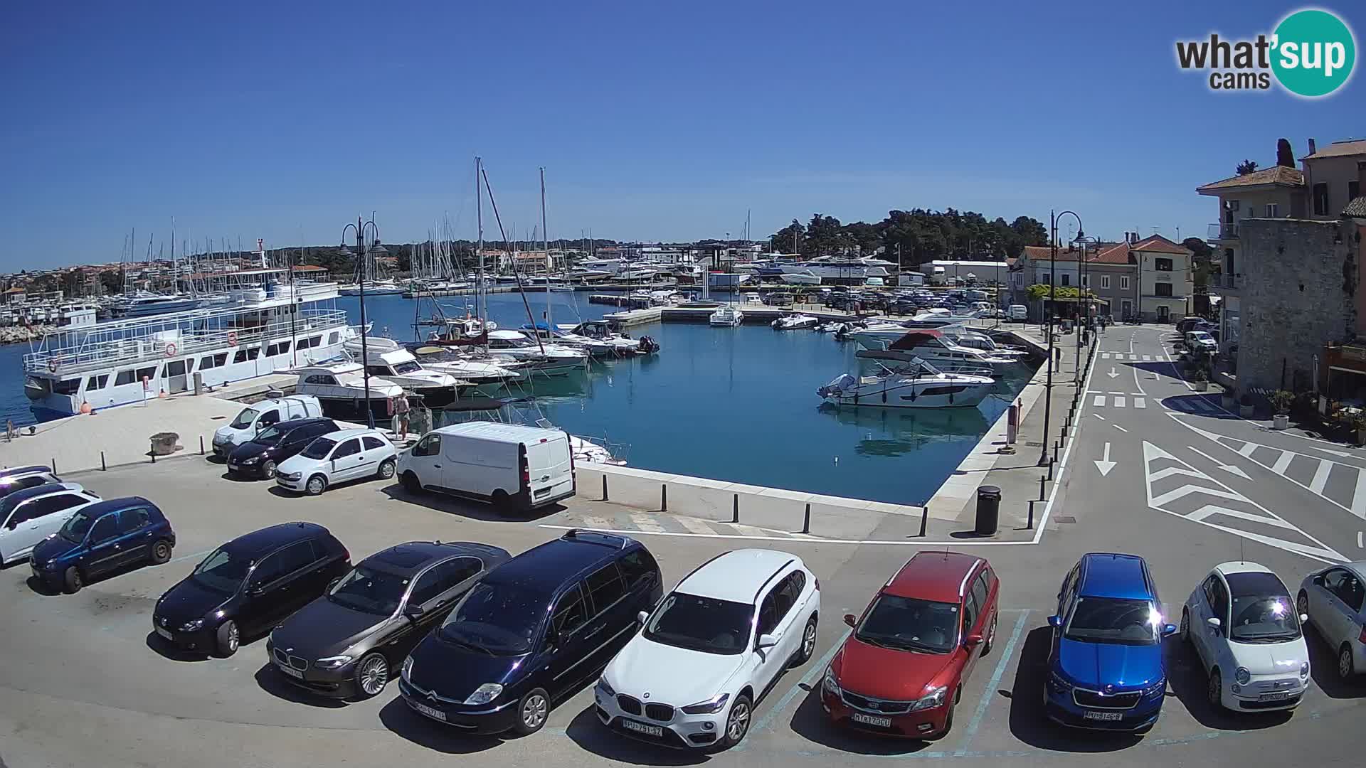 Novigrad | Porporela marina