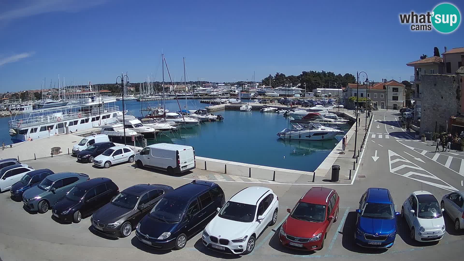 Novigrad | Porporela marina