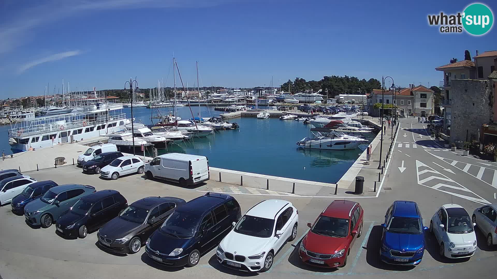 Novigrad | Porporela marina