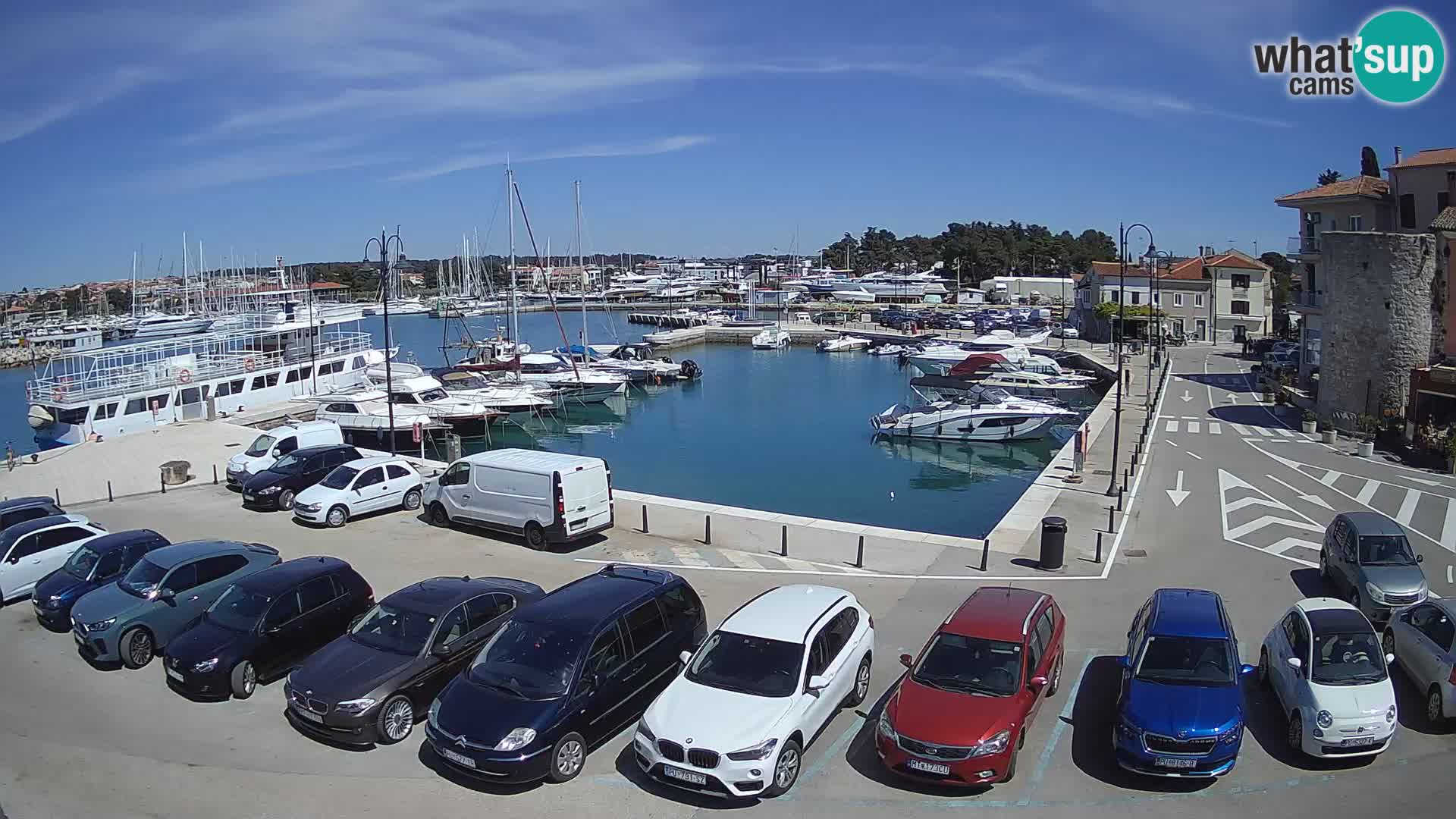 Novigrad | Porporela marina