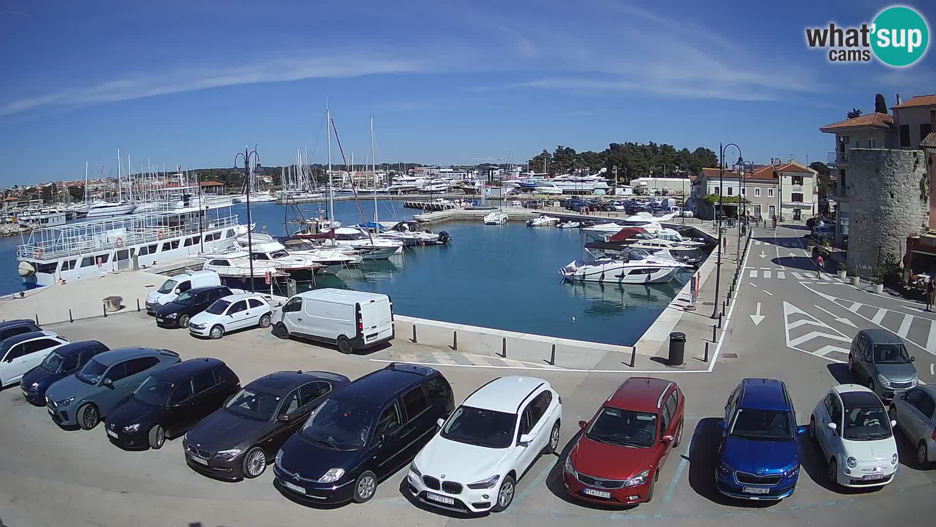 Novigrad | Porporela marina