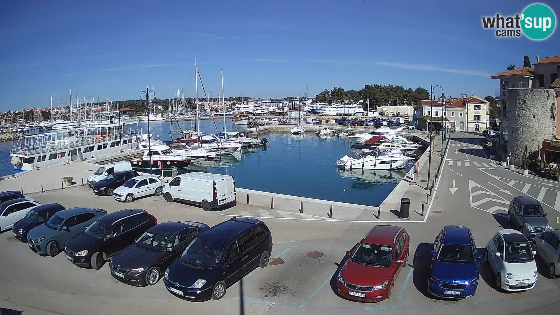 Novigrad | Porporela marina