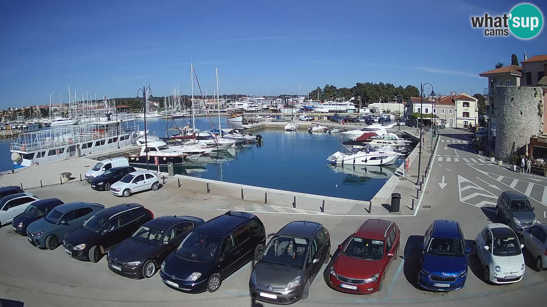 Novigrad | Porporela marina