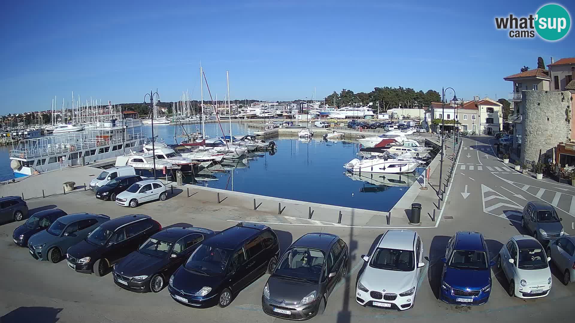 Novigrad | Porporela marina