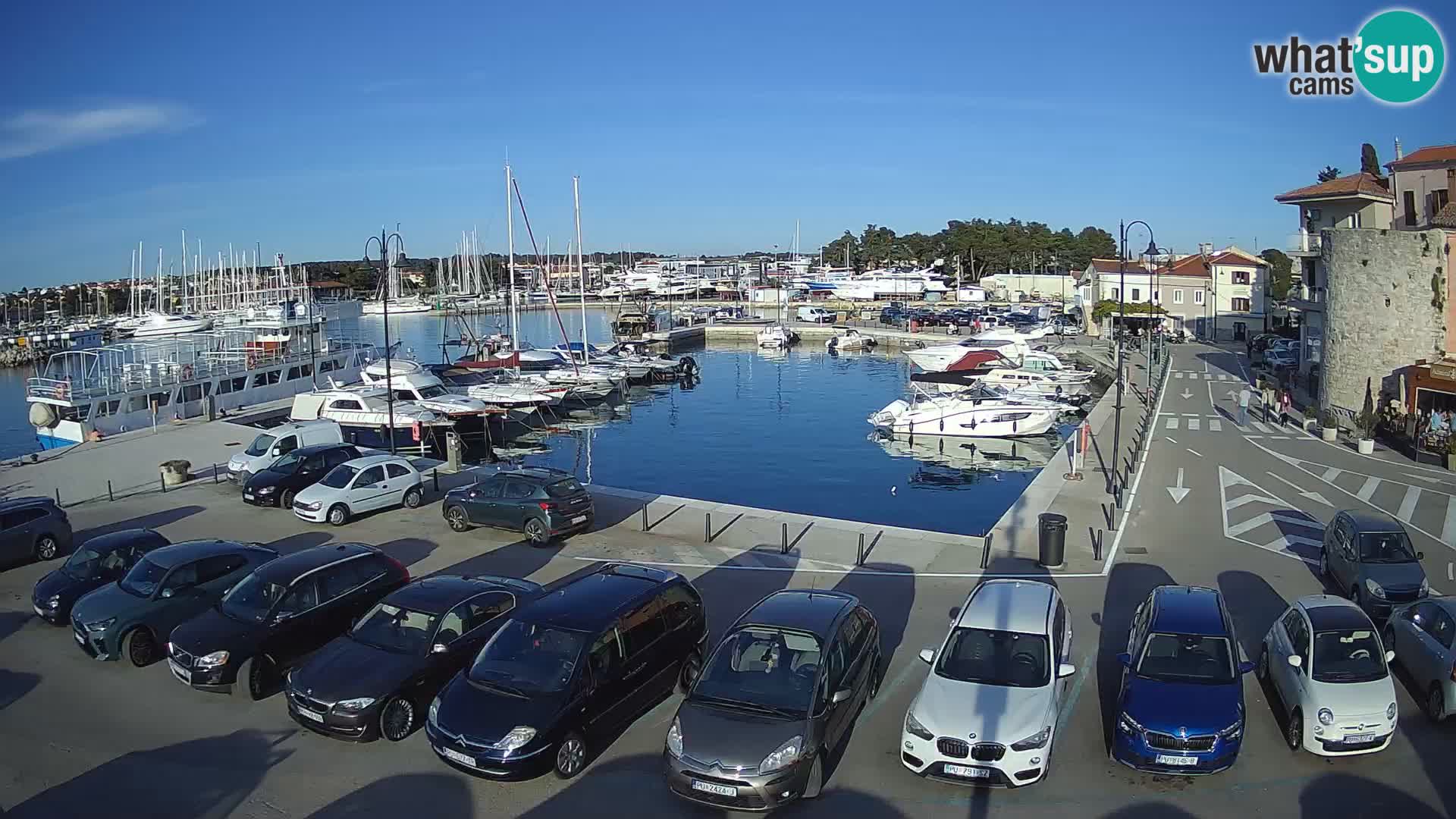 Novigrad | Porporela marina
