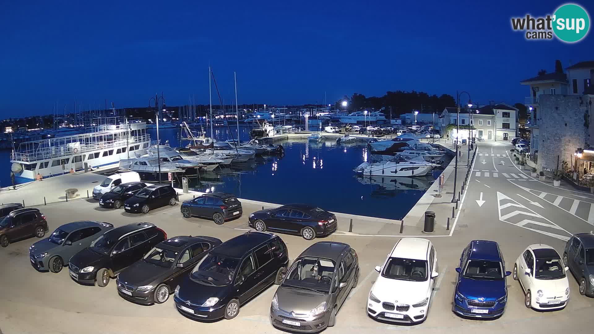Novigrad | Porporela marina