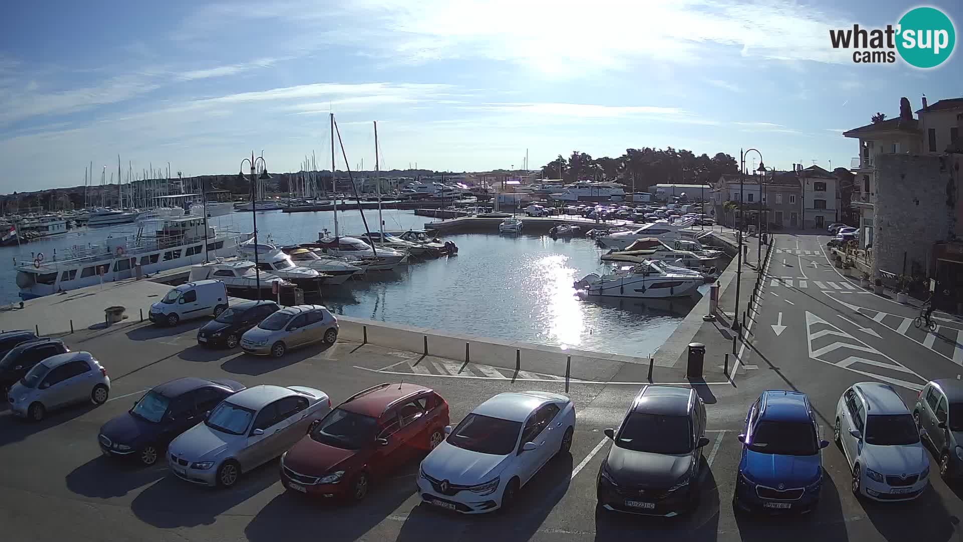 Novigrad | Porporela marina
