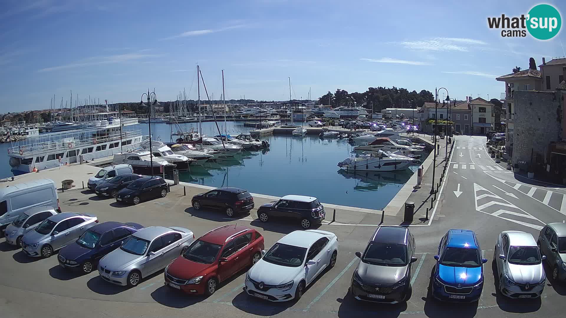 Novigrad | Porporela marina