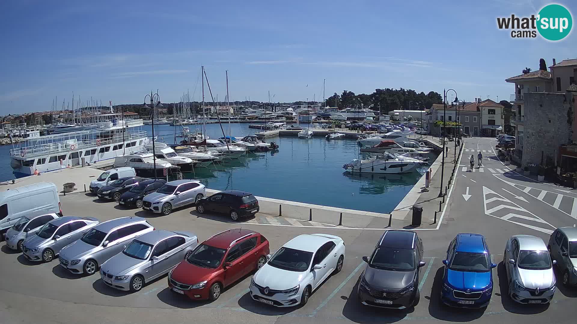 Novigrad | Porporela marina
