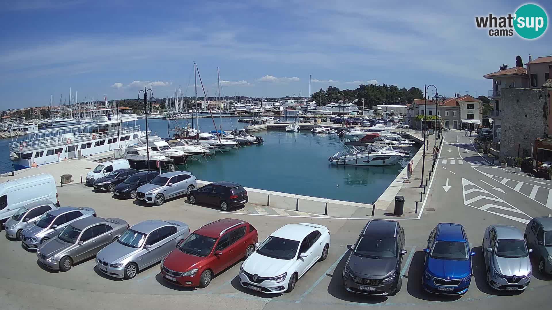 Novigrad | Porporela marina