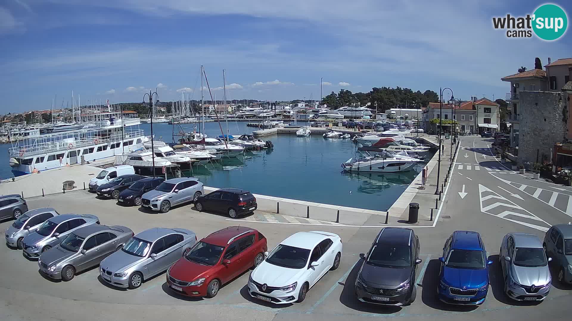 Novigrad | Porporela marina