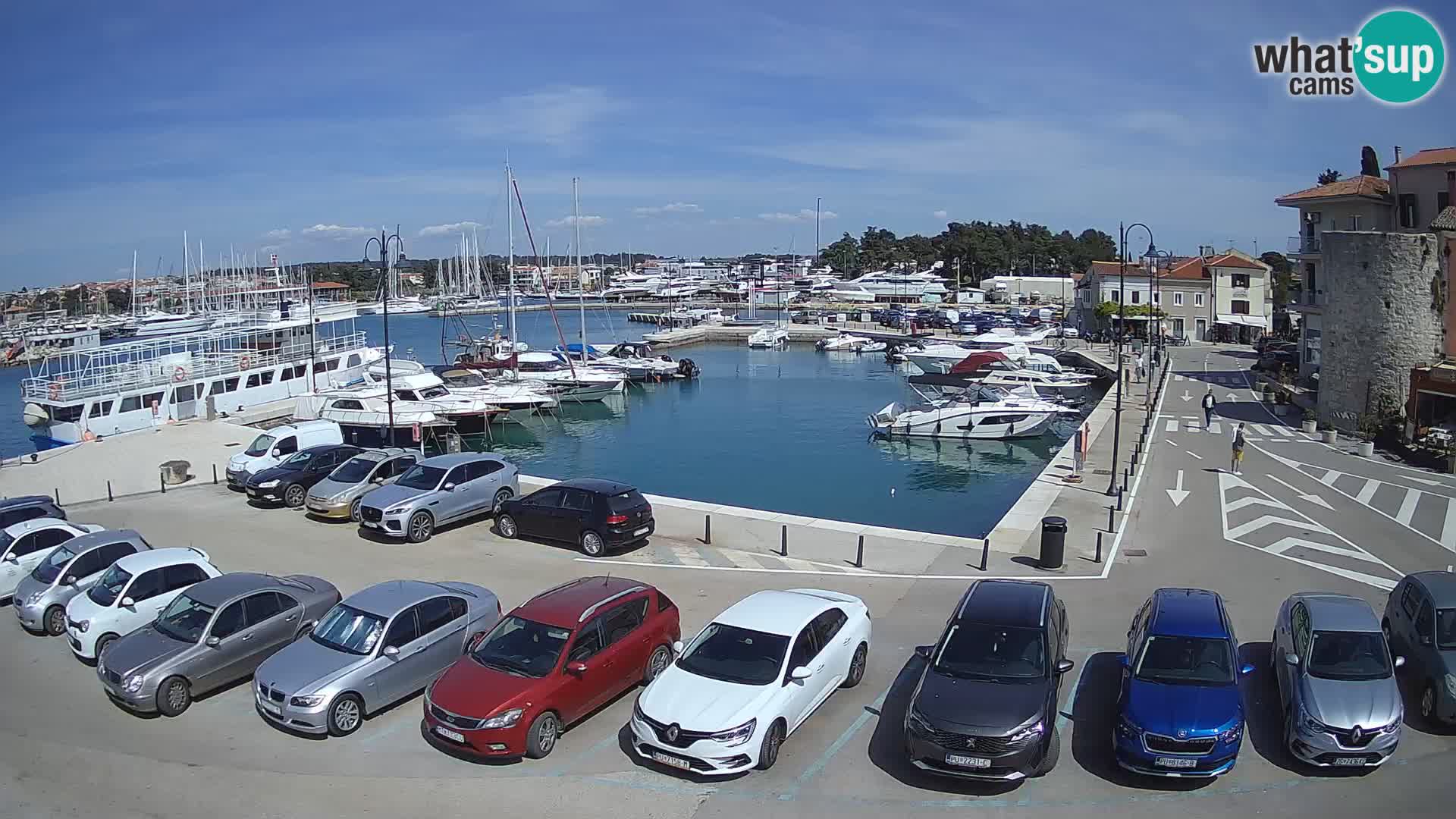 Novigrad | Porporela marina