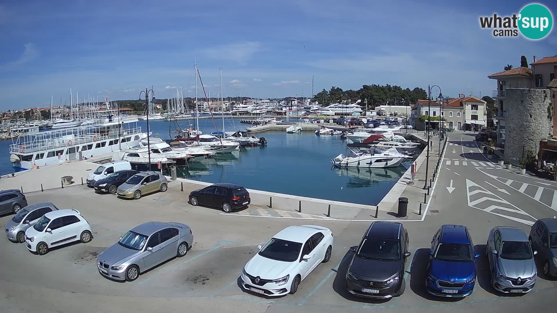 Novigrad | Porporela marina