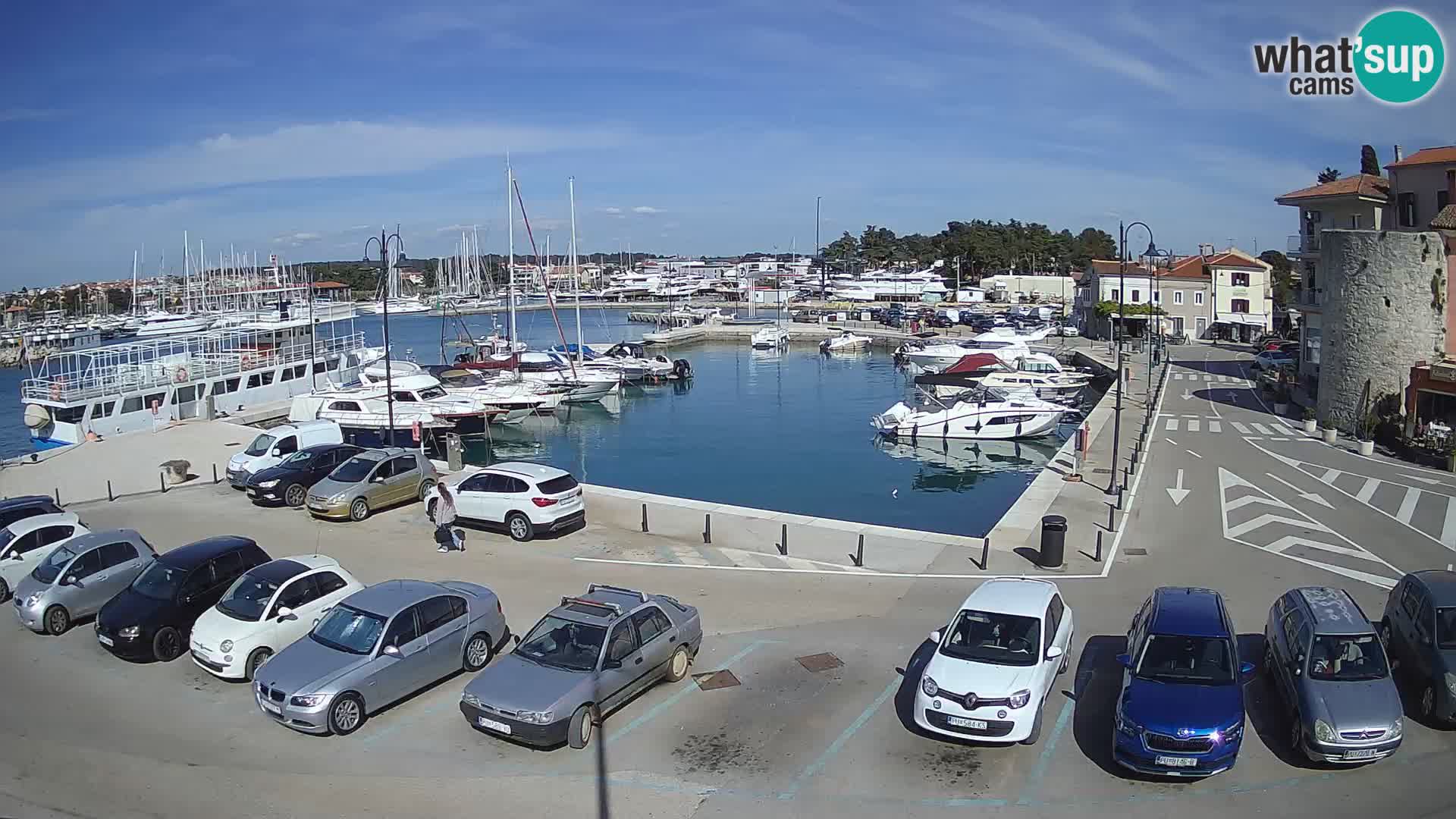 Novigrad | Porporela marina