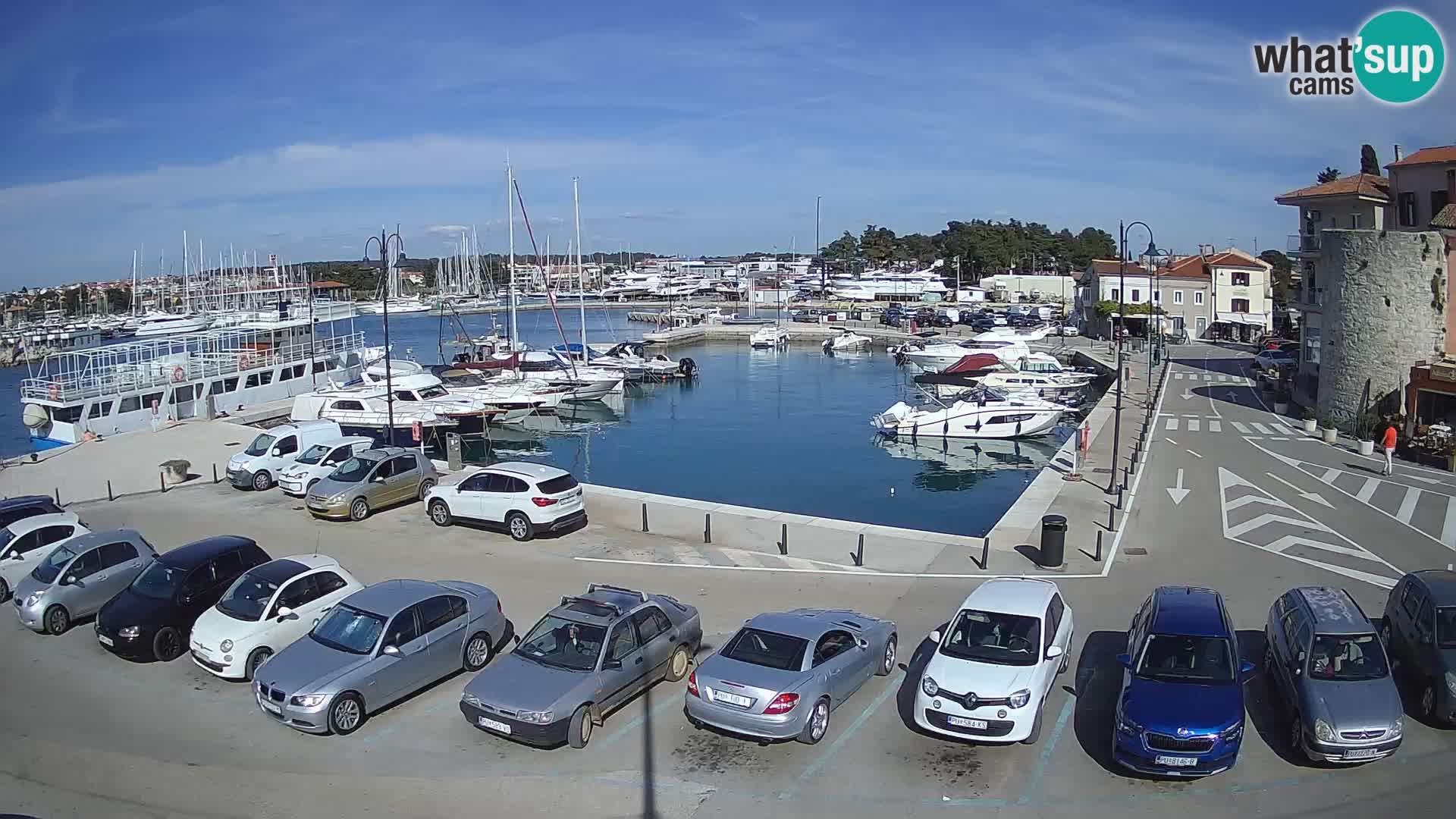 Novigrad | Porporela marina