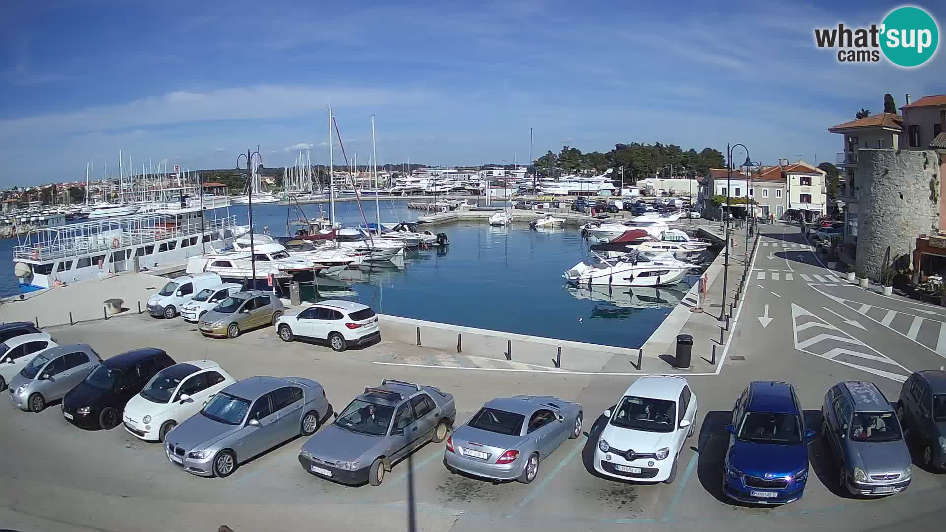 Novigrad | Porporela marina