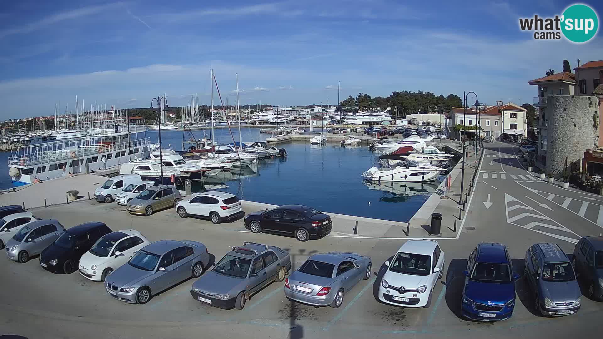 Novigrad | Porporela marina