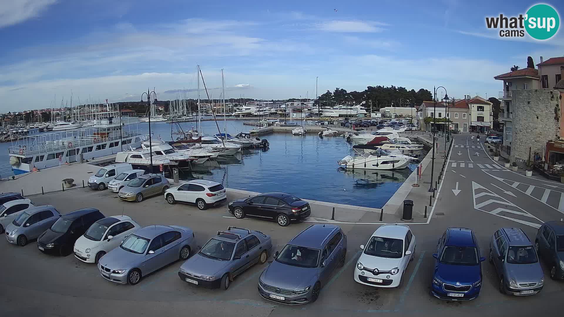 Novigrad | Porporela marina