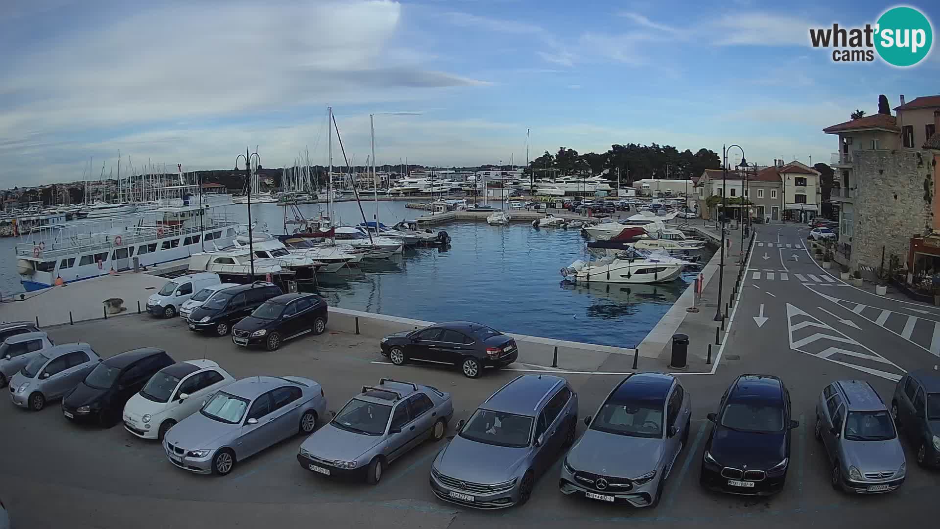 Novigrad | Porporela marina