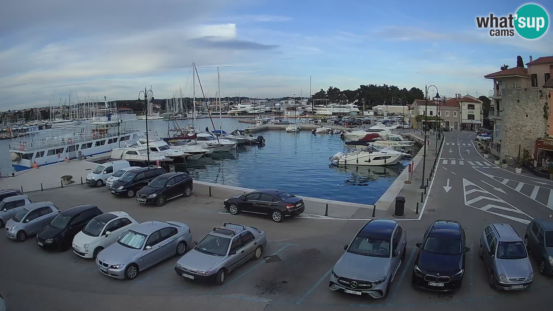 Novigrad | Porporela marina
