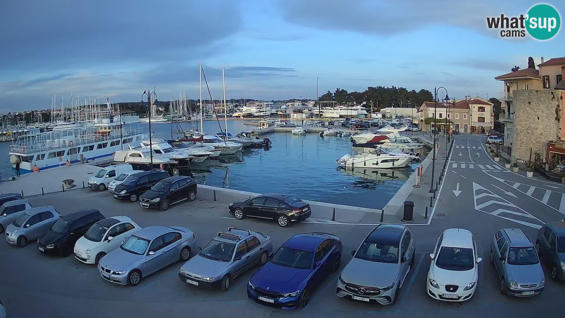 Novigrad | Porporela marina