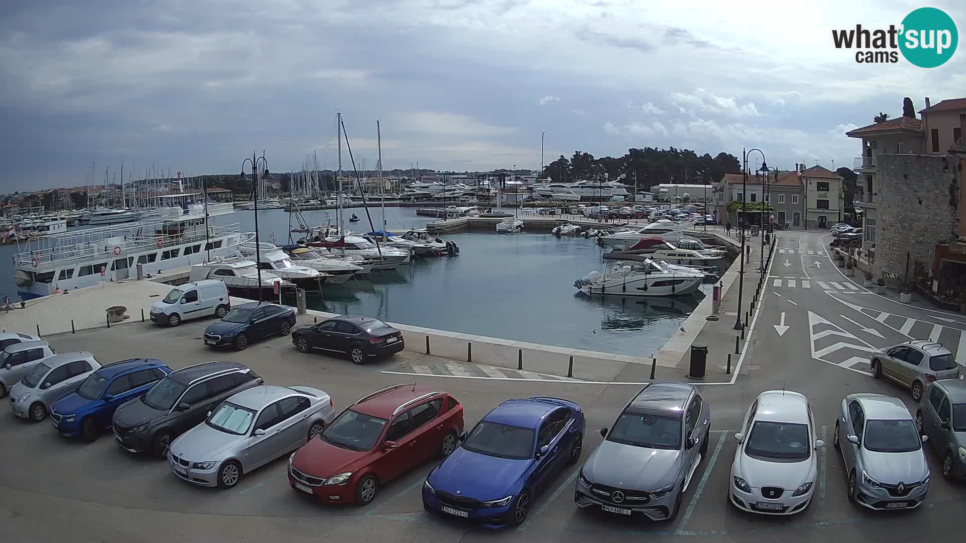 Novigrad | Porporela marina