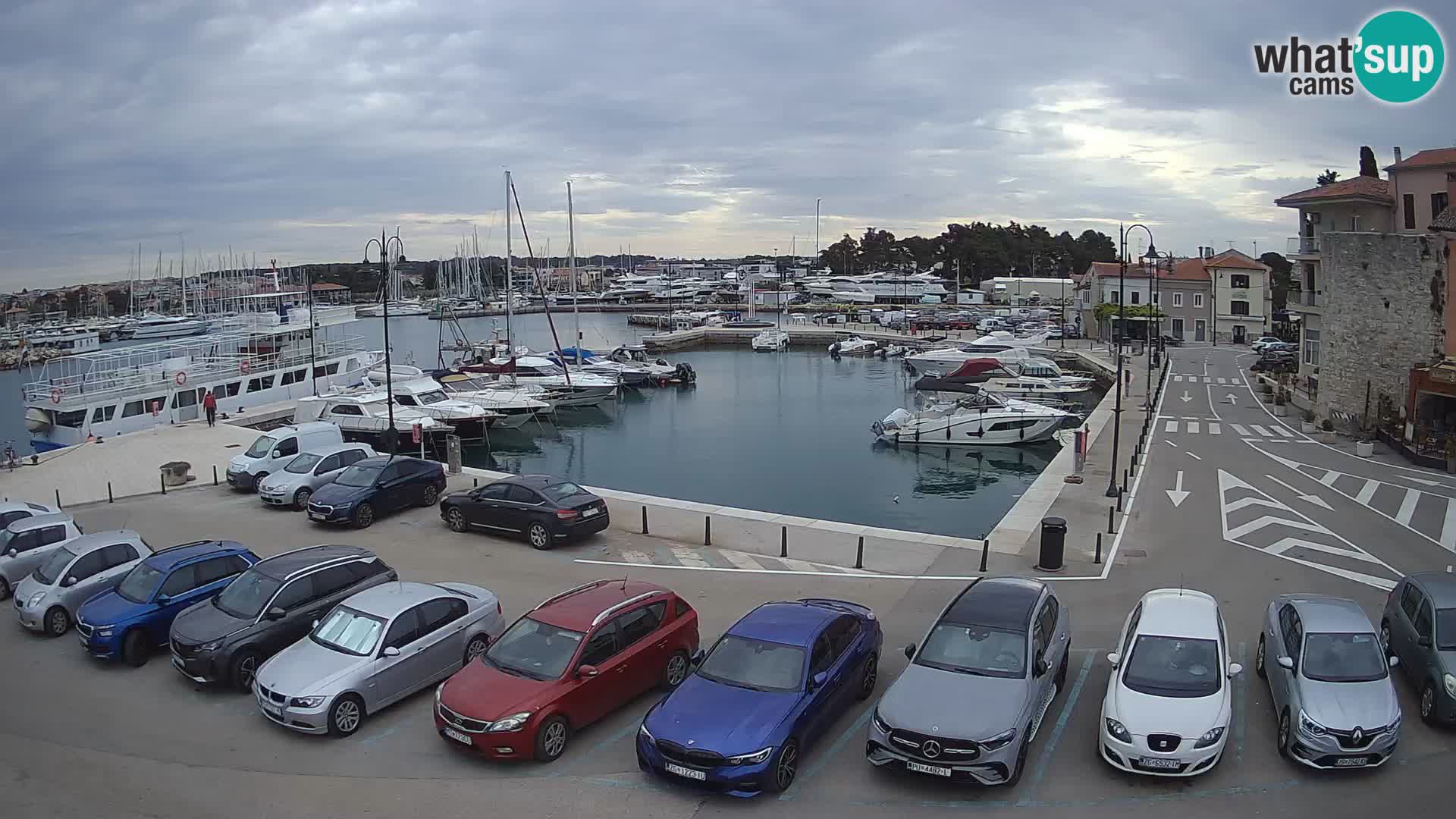 Novigrad | Porporela marina