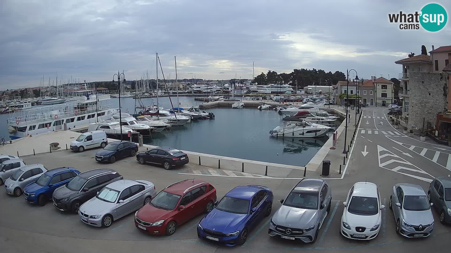 Novigrad | Porporela marina