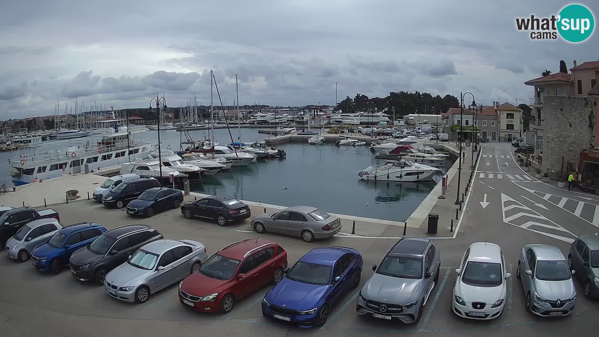 Novigrad | Porporela marina