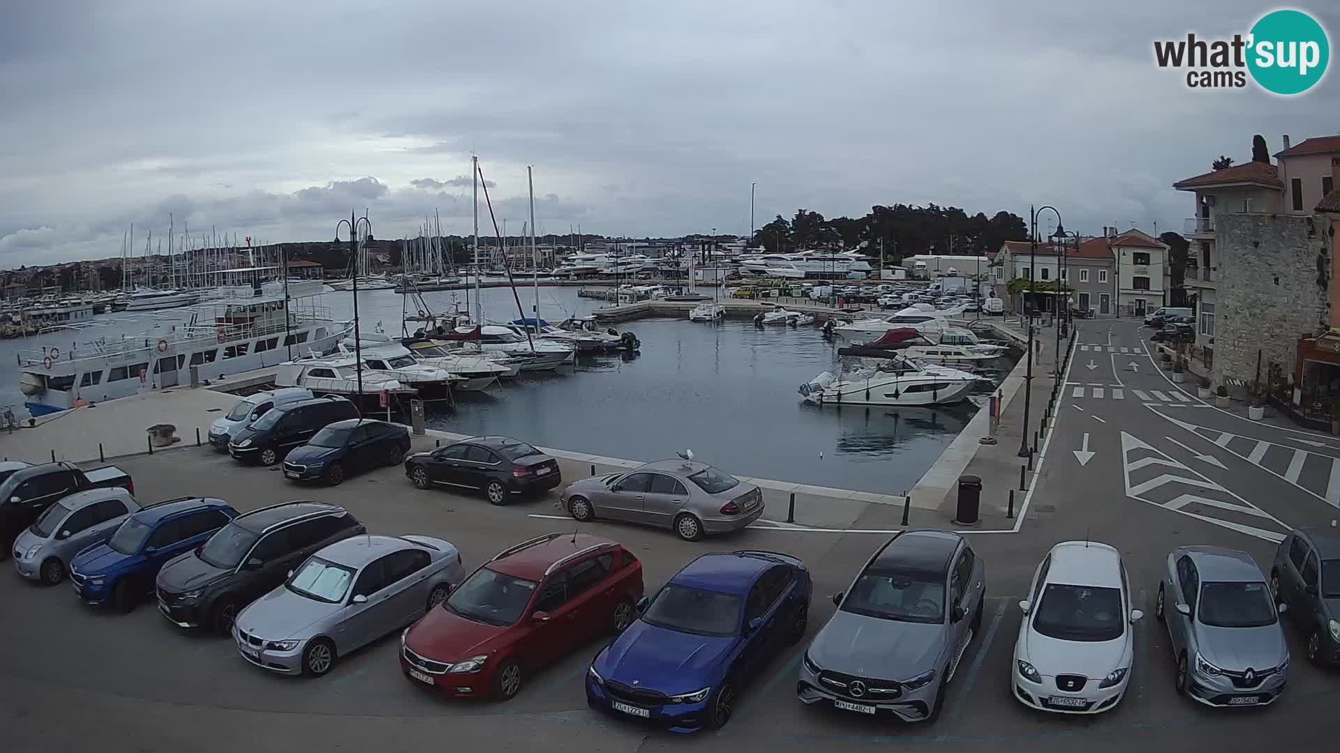 Novigrad | Porporela marina