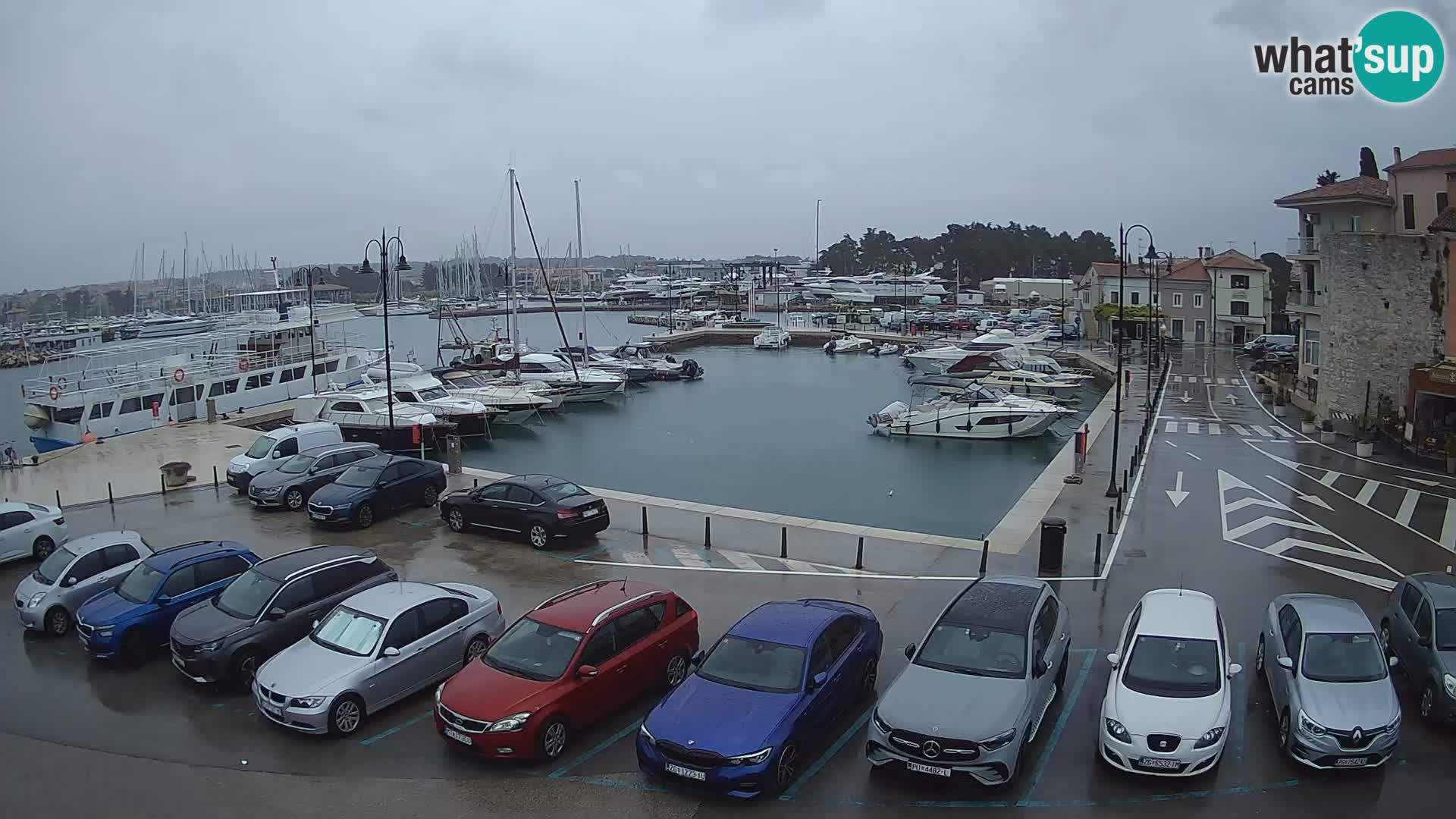Novigrad | Porporela marina