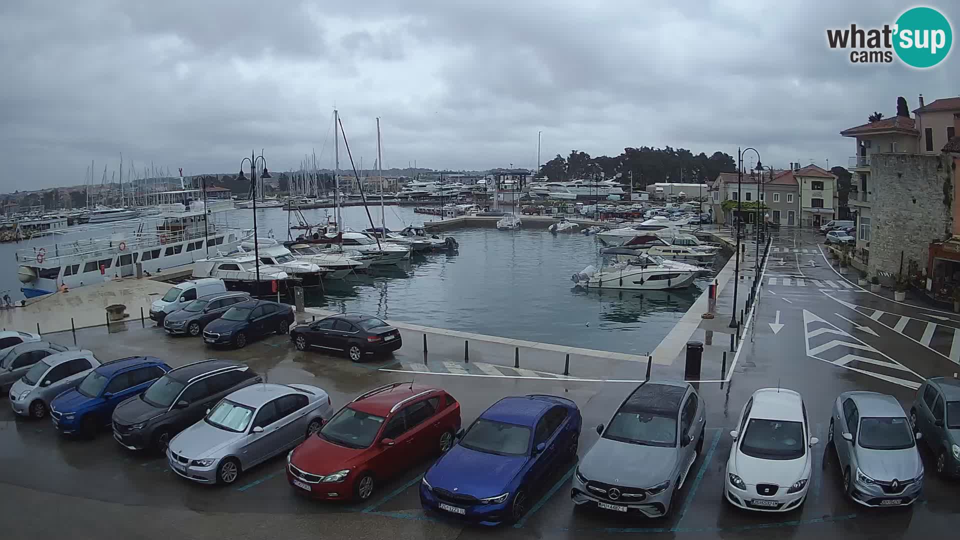Novigrad | Porporela marina