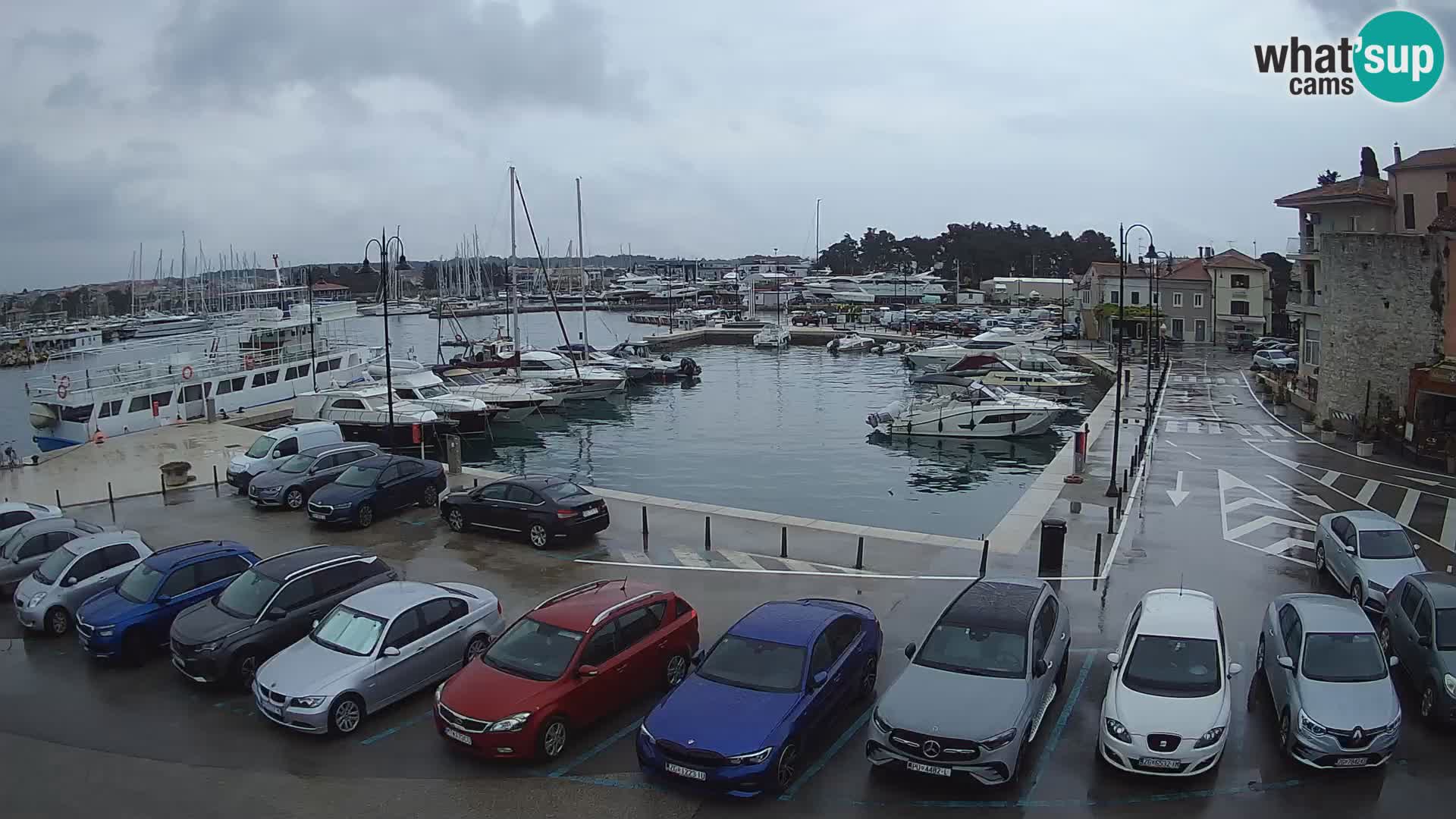 Novigrad | Porporela marina