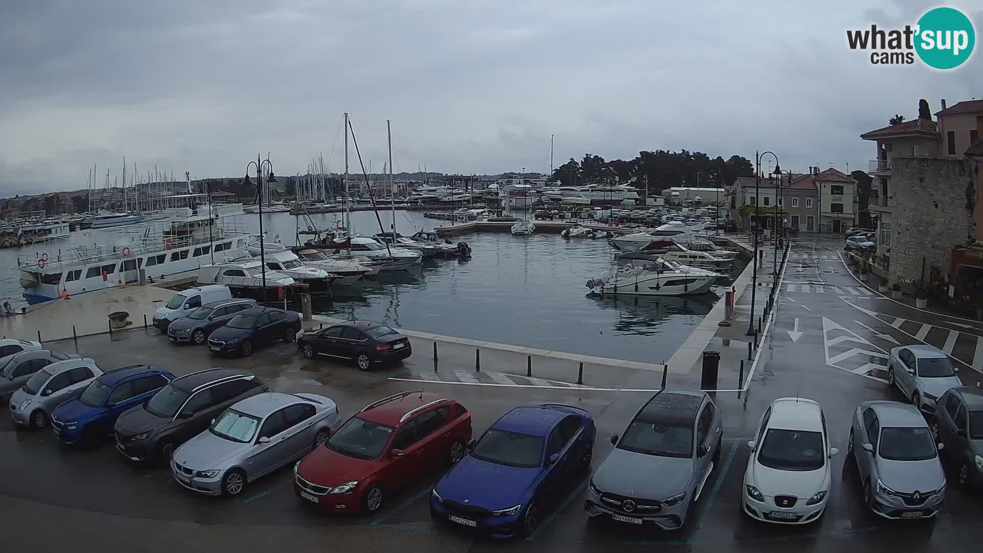 Novigrad | Porporela marina