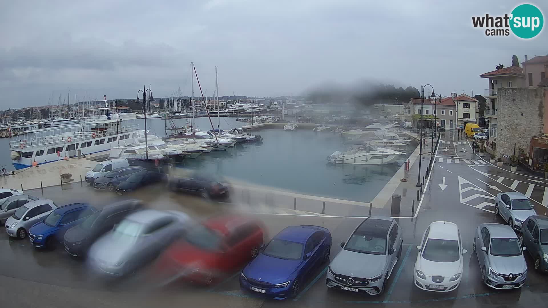 Novigrad | Porporela marina