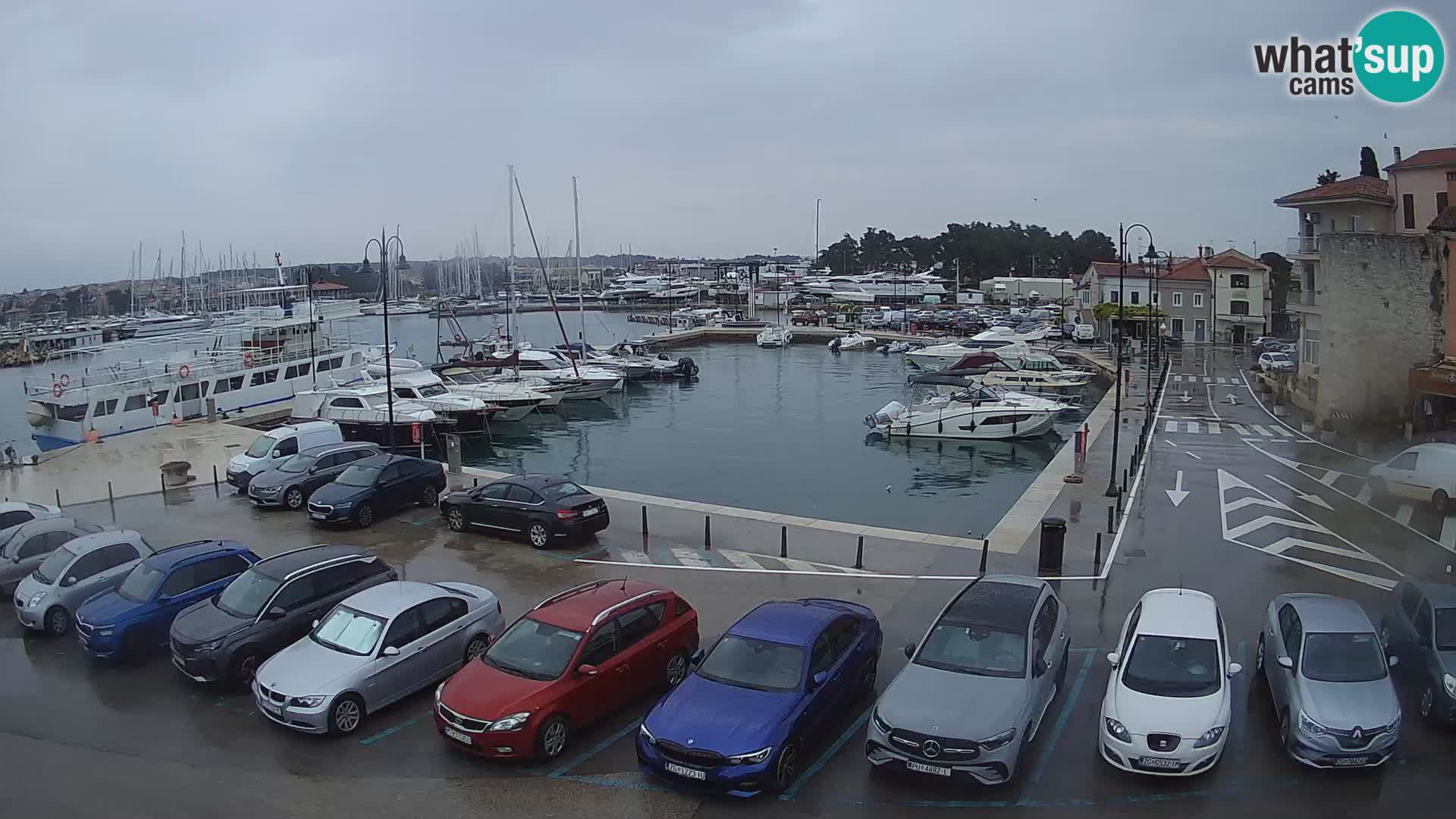 Novigrad | Porporela marina