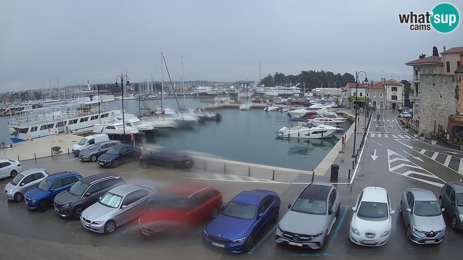 Novigrad | Porporela marina