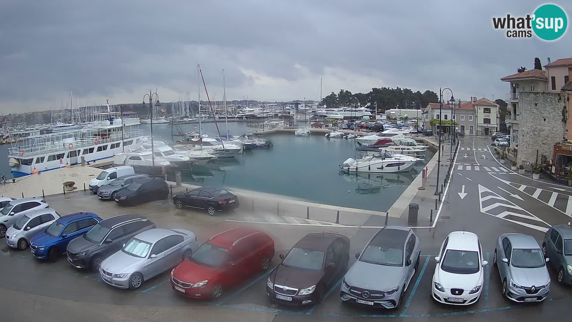 Novigrad | Porporela marina