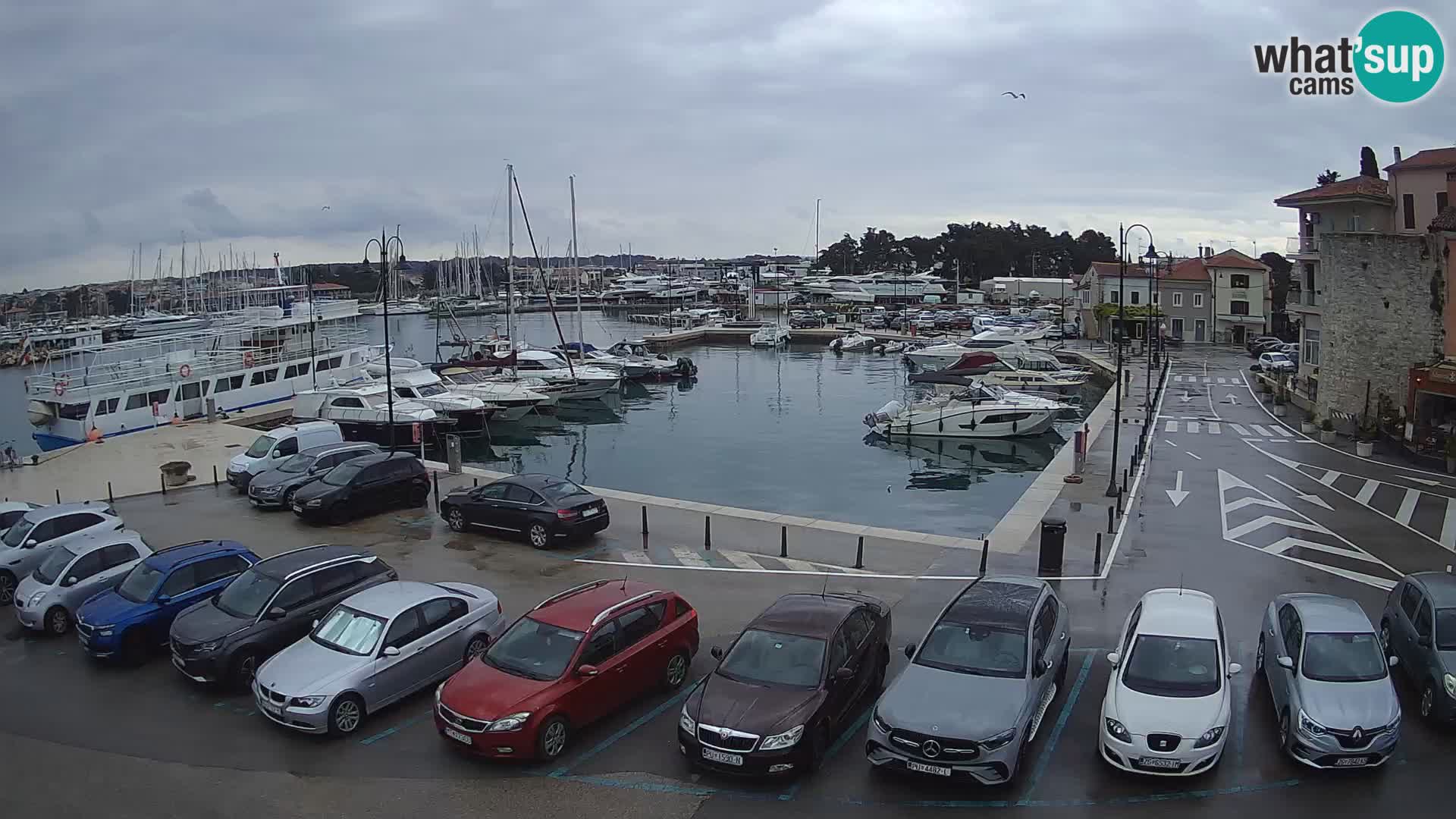 Novigrad | Porporela marina