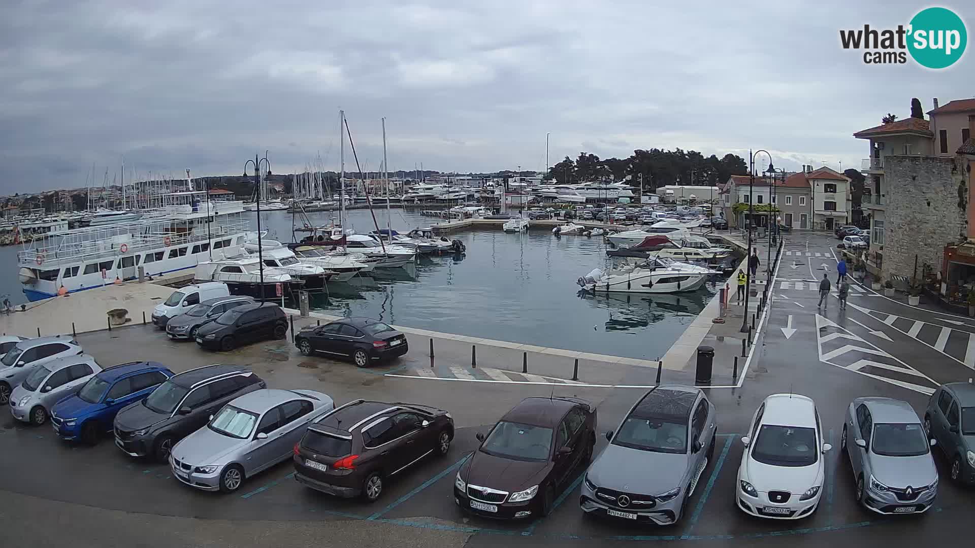 Novigrad | Porporela marina